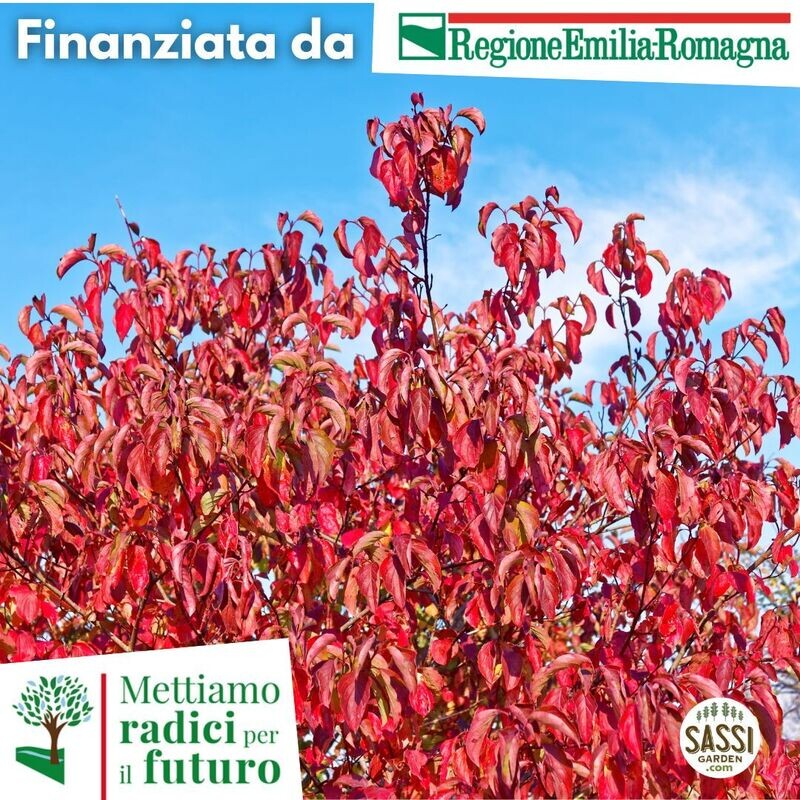 MRPF Cornus sanguinea, Sanguinello - Arbusto in vaso forestale h 80-100