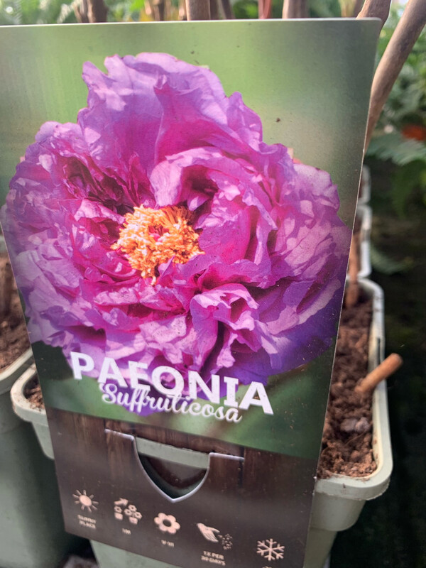 Peonia Paeonia Suffruticosa Arbustiva - vaso Ø19 cm COLORE LILLA