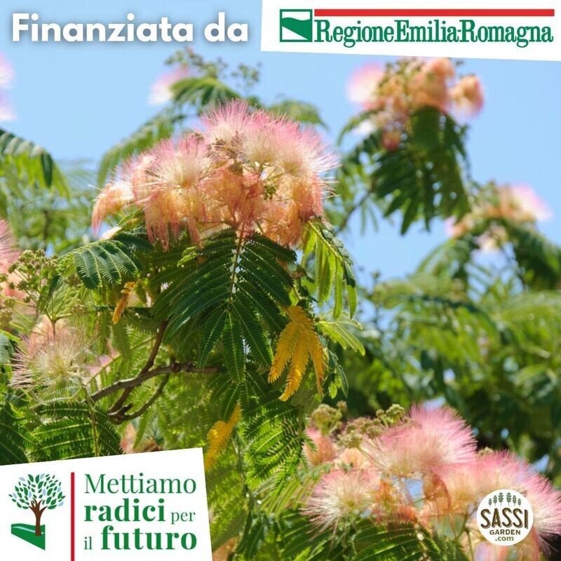 MRPF Albizia julibrissin - Acacia di Costantinopoli  - Gaggia  ALBERO  ALTO