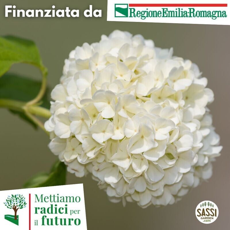 SCD - Viburnum opulus, Pallone di maggio/Palla di neve - Ain vaso forestale - H 25/30cm SCD - Viburnum opulus, Pallone di maggio/Palla di neve - Ain vaso forestale - H 25/30cm