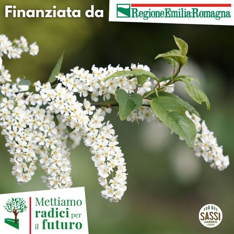 MRPF Prunus padus, Pado/Ciliegio a grappoli ALBERO ALTO &gt; 150 cm