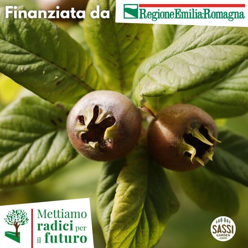 MRPF Mespilus germanica, Nespolo comune/Nespolo germanico/Nespolo europeo - ALBERO ALTO H&gt;1,5mt