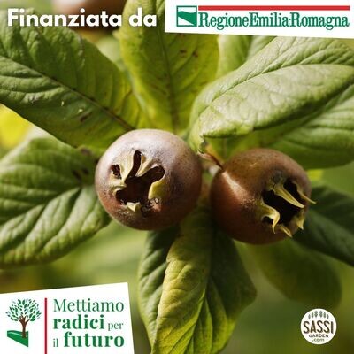 MRPF Mespilus germanica, Nespolo comune/Nespolo germanico/Nespolo europeo - ALBERO IN VASO ALTO> 1,5 m MRPF Mespilus germanica, Nespolo comune/Nespolo germanico/Nespolo europeo - ALBERO IN VASO ALTO> 1,5 m