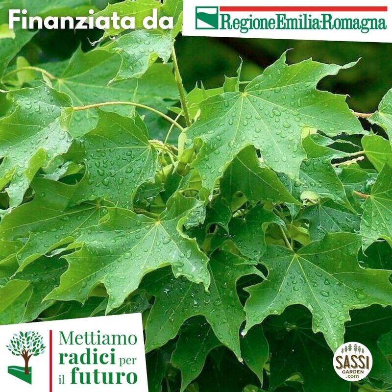 MRPF - Acer platanoides, Acero riccio - vaso forestale h 70 MRPF - Acer platanoides, Acero riccio - vaso forestale h 70