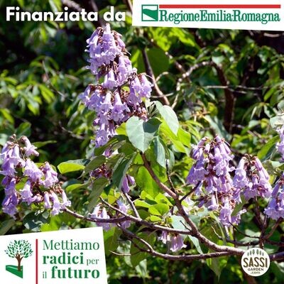 MRPF Paulownia Tomentosa,Pawlonia/Paulonia/Albero dei fazzoletti/Albero imperiale ALBERO IN VASO CF BASSO  30 cm