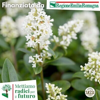 SCD Ligustrum vulgare, Ligustro Selvatico/Ligustro comune -  ARBUSTO in alveolo H 25/30 cm