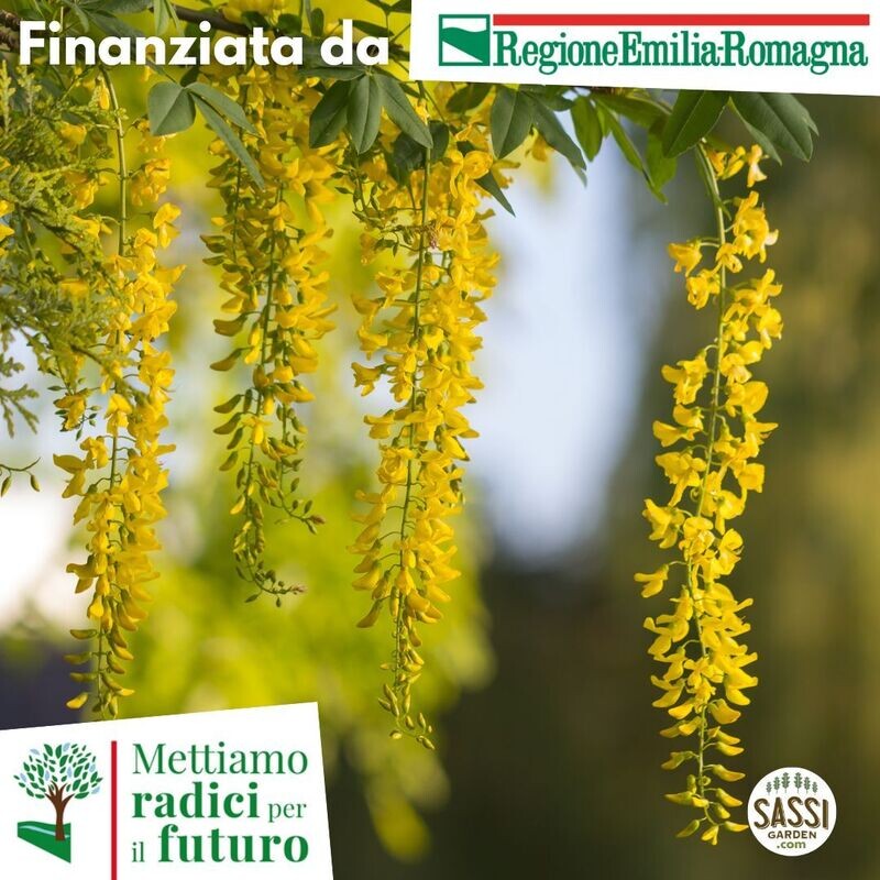 MRPF Laburnum anagyroides, Maggiociondolo (ARBUSTO pianta in vaso h 40 cm 50 cm)