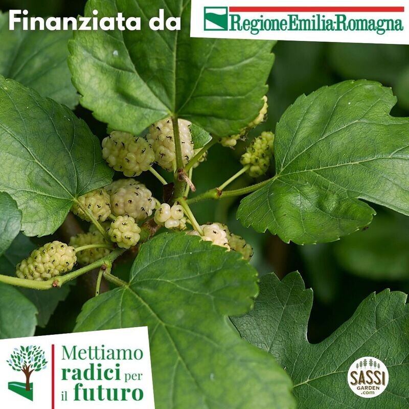 SCD Morus alba, Gelso Bianco (ALBERO basso H 45cm ) SCD Morus alba, Gelso Bianco (ALBERO basso H 45cm )