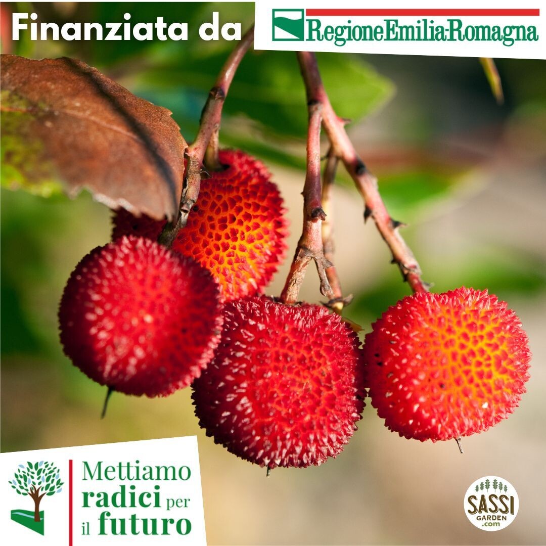 Arbutus Unedo - Corbezzolo - vasetto forestale h 25-30 cm