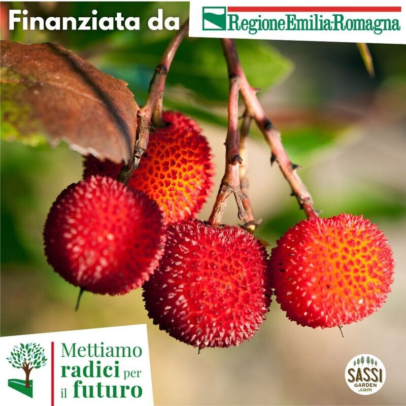 MRPF Arbutus Unedo - Corbezzolo - vasetto forestale h 25-30 cm