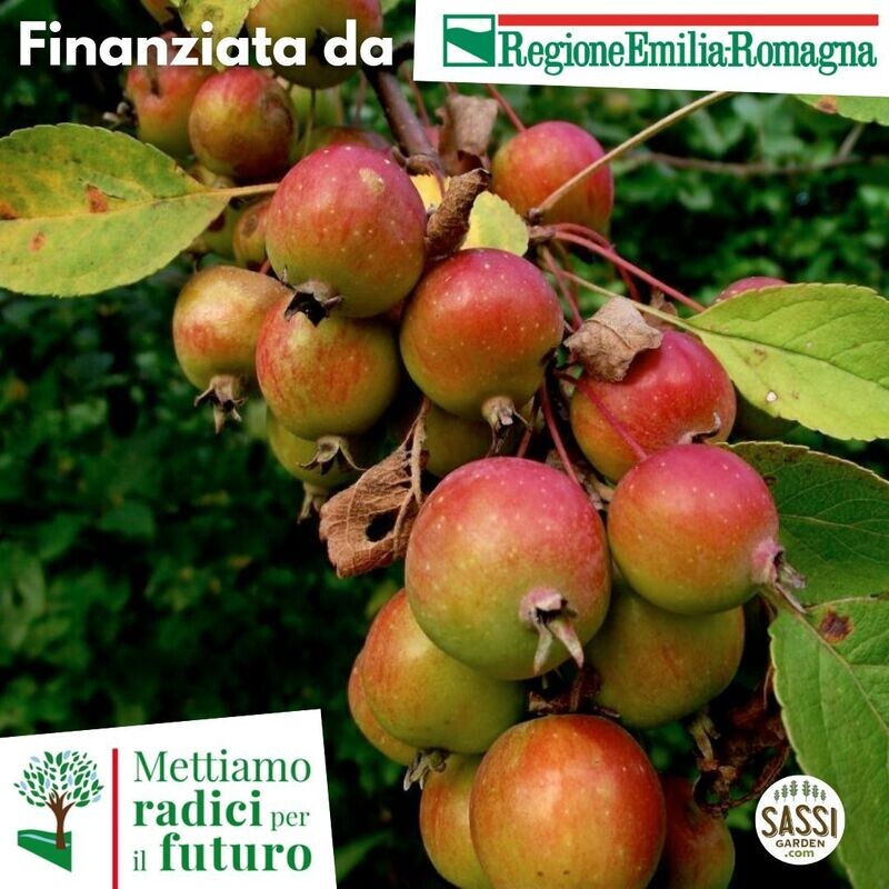 SCD - Malus sylvestris, Melo Selvatico - ALBERO Basso H 50 cm SCD - Malus sylvestris, Melo Selvatico - ALBERO Basso H 50 cm