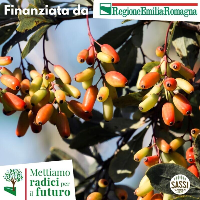 MRPF Berberis vulgaris, Crespino - ARBUSTO pianta in vaso forestale h 25 cm