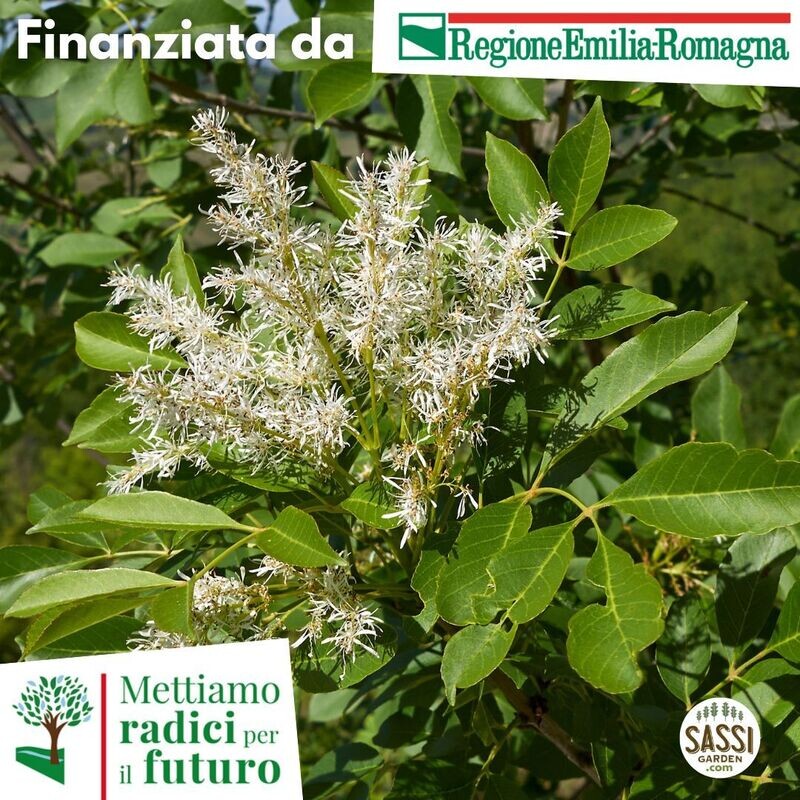 MRPF Fraxinus oxycarpa, Frassino Ossifillo/Oxyphilla/Angustifolia/Frassino meridionale - ALBERO ALTO H&gt;1,5mt