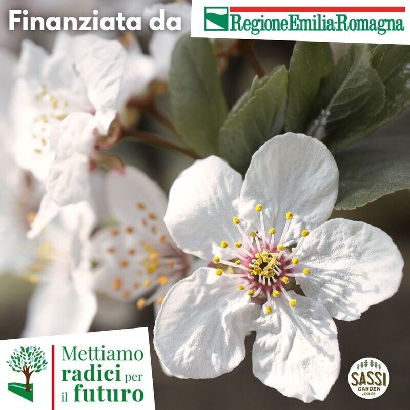 MRPF Prunus mahaleb / Ciliegio Canino / Ciliegio di Santa Lucia - ALBERO ALTO H&gt;1,5mt