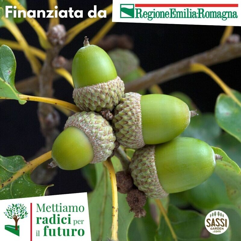 MRPF Quercus petraea, Rovere - ALBERO ALTO v18
