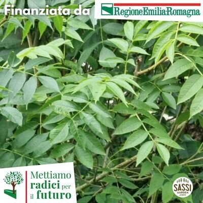 TEC - Fraxinus excelsior, Frassino Maggiore/ Frassino Comune - ALBERO BASSO h 35-40