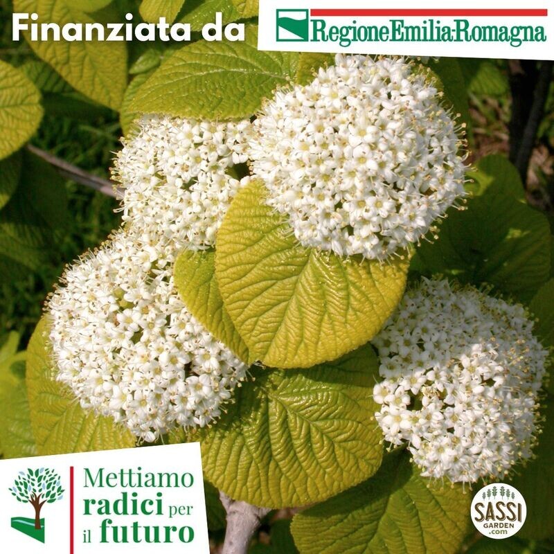MRPF Viburno lantana/Lentaggine -  ARBUSTO IN VASO/ CONTENITORE FORESTALEh 40 cm