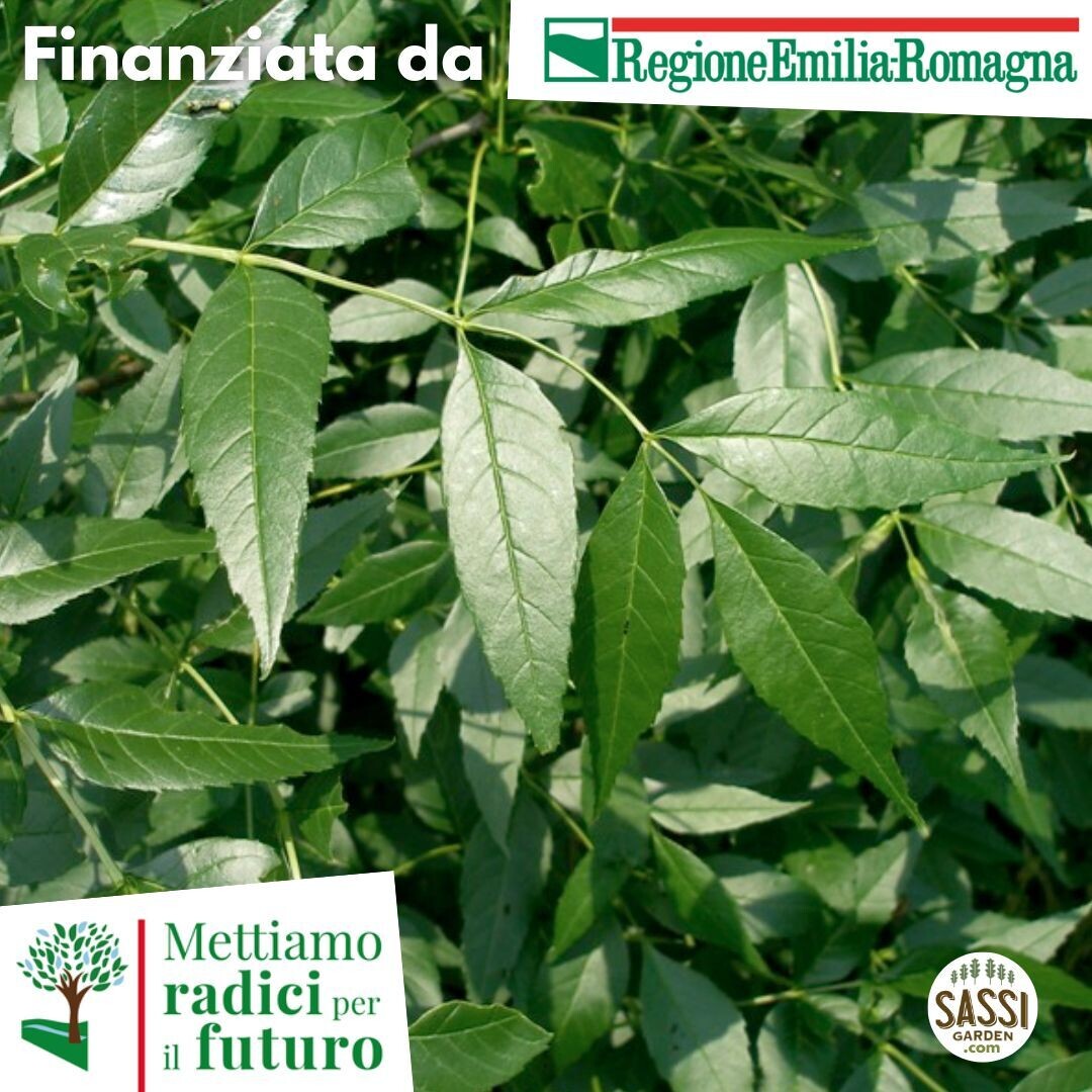 TEC Fraxinus oxycarpa,Frassino Ossifillo/Oxyphilla/Angustifolia/Frassino meridionale - (ALBERO BASSO H 40cm in alevolo forestale)