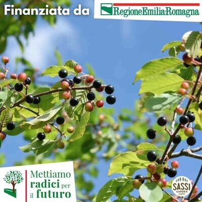 SCD Rhamnus Frangula / Frangula / Frangola ( ARBUSTO in alveolo forestale h 33 cm SCD Rhamnus Frangula / Frangula / Frangola ( ARBUSTO in alveolo forestale h 33 cm