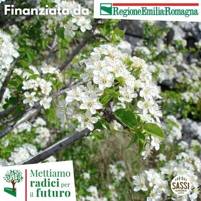 SCD Prunus mahaleb, Ciliegio Canino, Ciliegio di Santa Lucia - Albero basso h 50 cm alveolo forestale SCD Prunus mahaleb, Ciliegio Canino, Ciliegio di Santa Lucia - Albero basso h 50 cm alveolo forestale