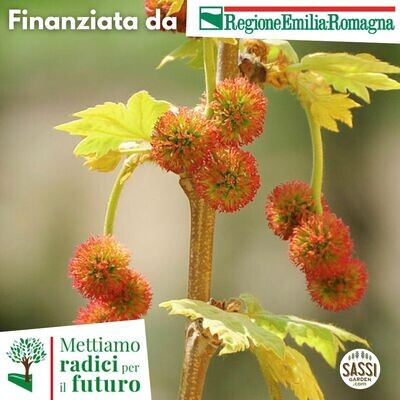 MRPF  Platanus orientalis, Platano orientale/Platano - ALBERO ALTO