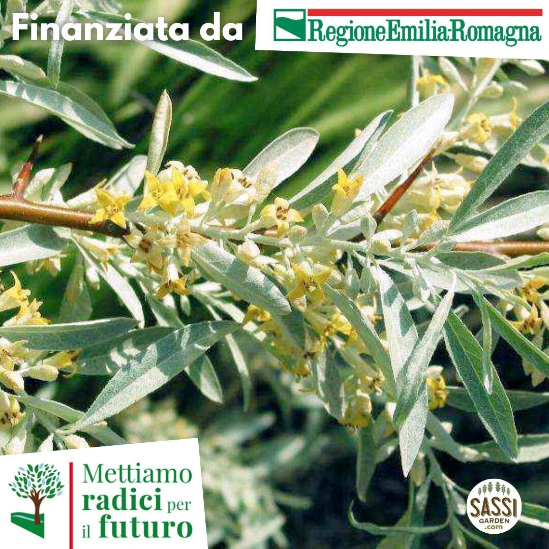 TEC Elaeagnus angustifolia, Olivo di Boemia/Olivo russo - (ALBERO Basso h 40 cm )