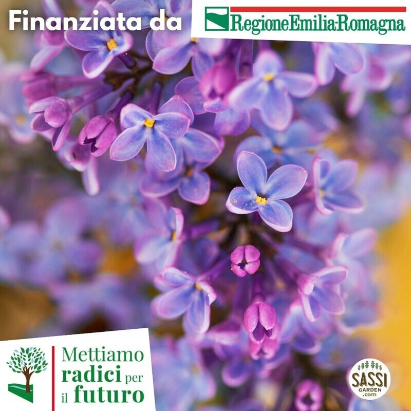 MRPF - Syringa vulgaris, Lillà comune/Serenella - albero H 25 a radice NUDA MRPF - Syringa vulgaris, Lillà comune/Serenella - albero H 25 a radice NUDA