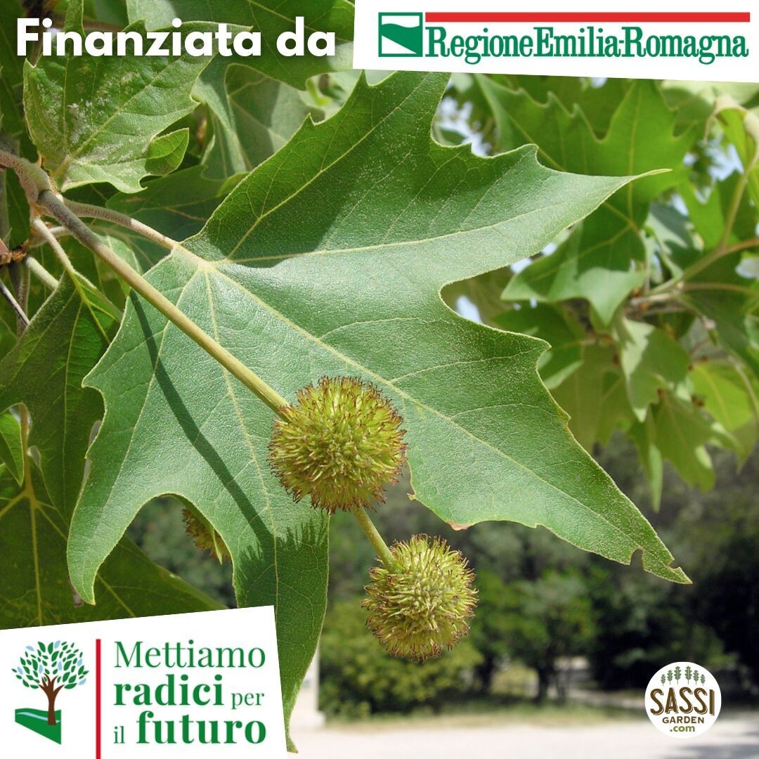 Platanus orientalis, Platano orientale/Platano - ALBERO ALTO in vaso H&gt;1,5mt