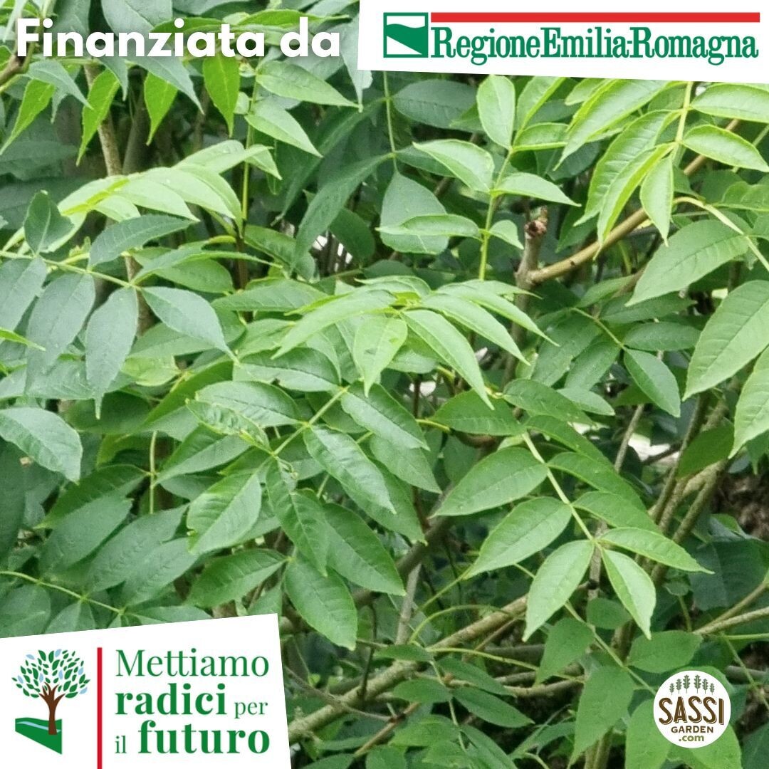 TEC Fraxinus excelsior / Frassino Maggiore / Frassino Comune (ALBERO basso h 40-50 in alveolo forestale)