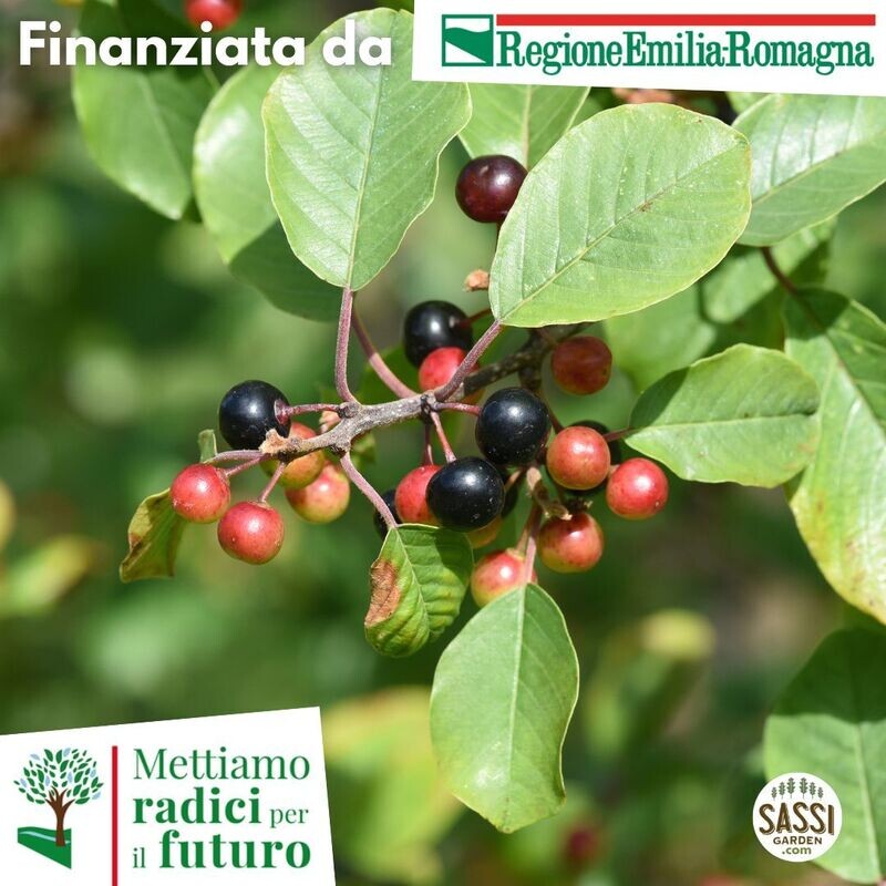 MRPF Rhamnus Frangula, Frangula/Frangola - ARBUSTO in vaso forestale H 50/60cm