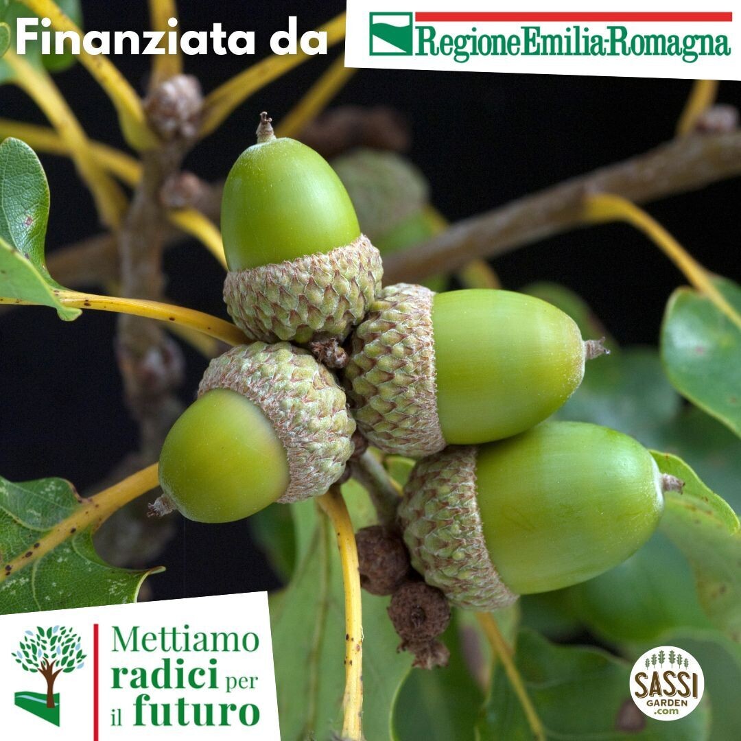 TEC Quercus Robur, Quercia, Farnia (pianta in alveolo forestale h 60)