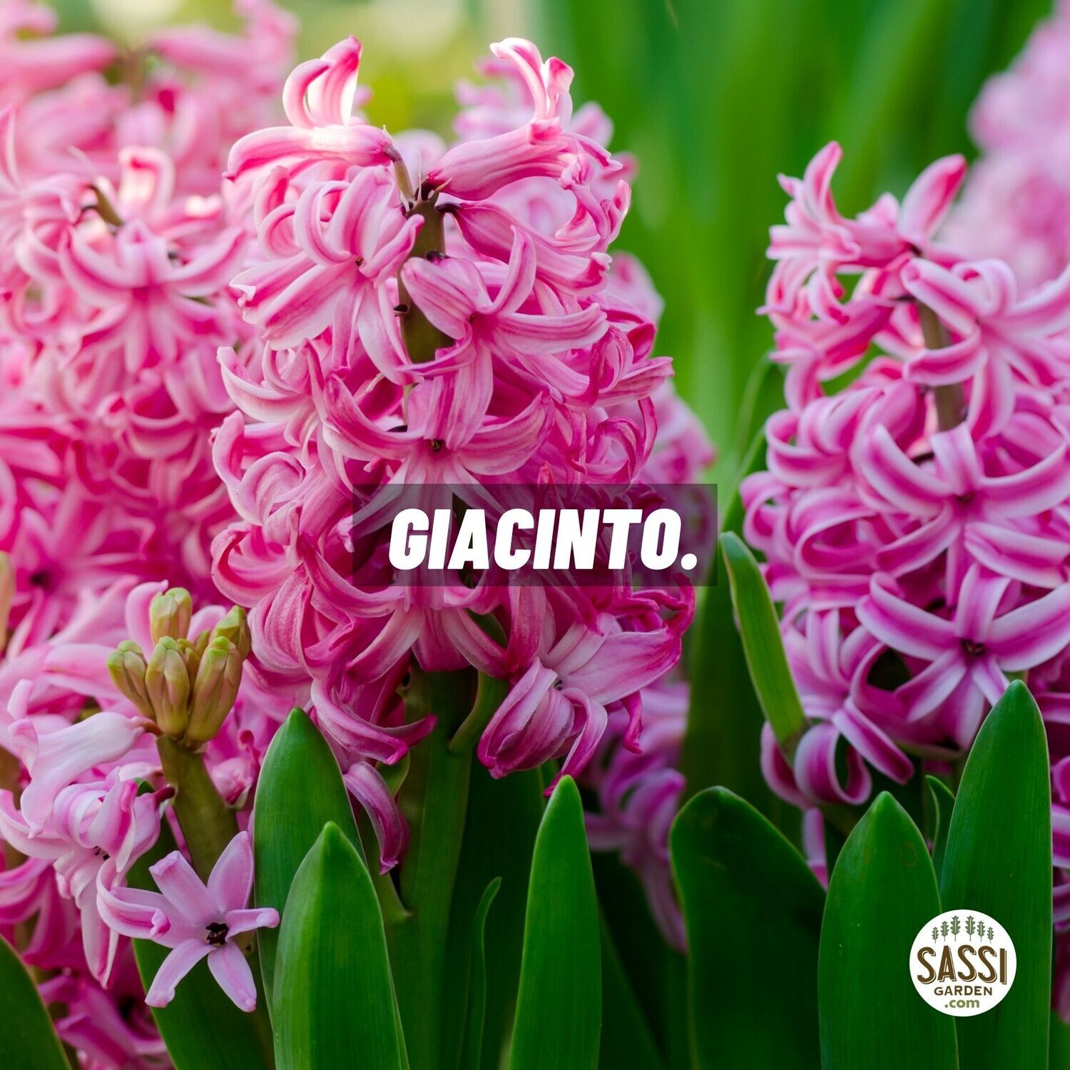 Giacinto - Hyacinthus orientalis - vasetto 8 cm