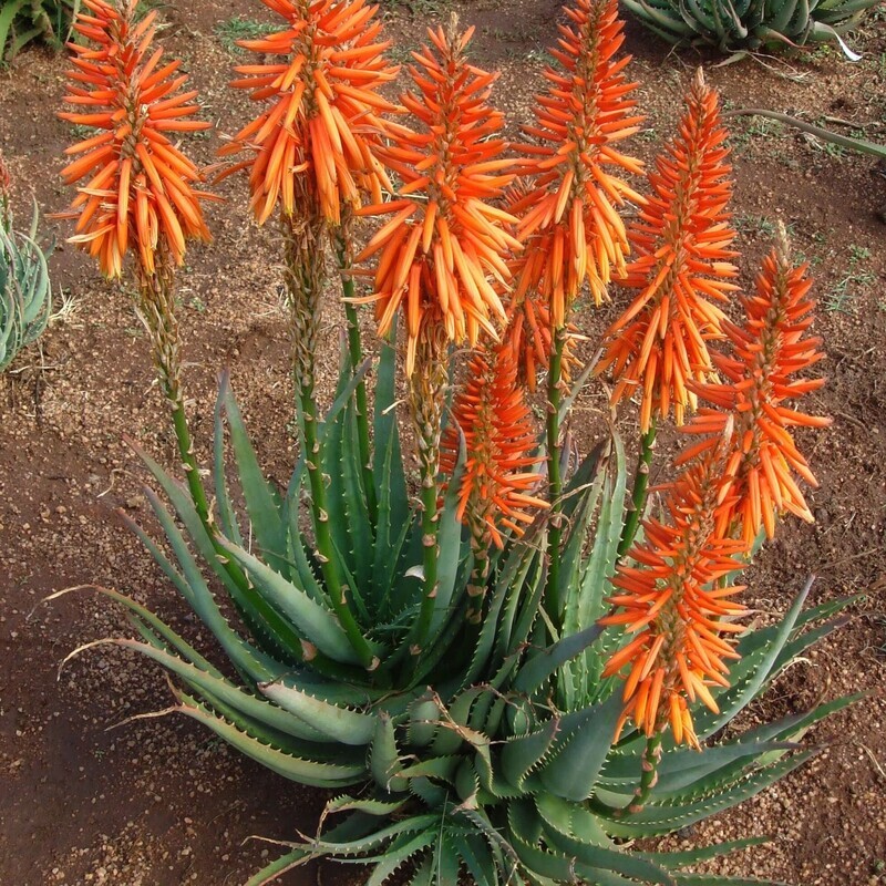 Aloe Safari Sunrise - vaso Ø10,5 cm
