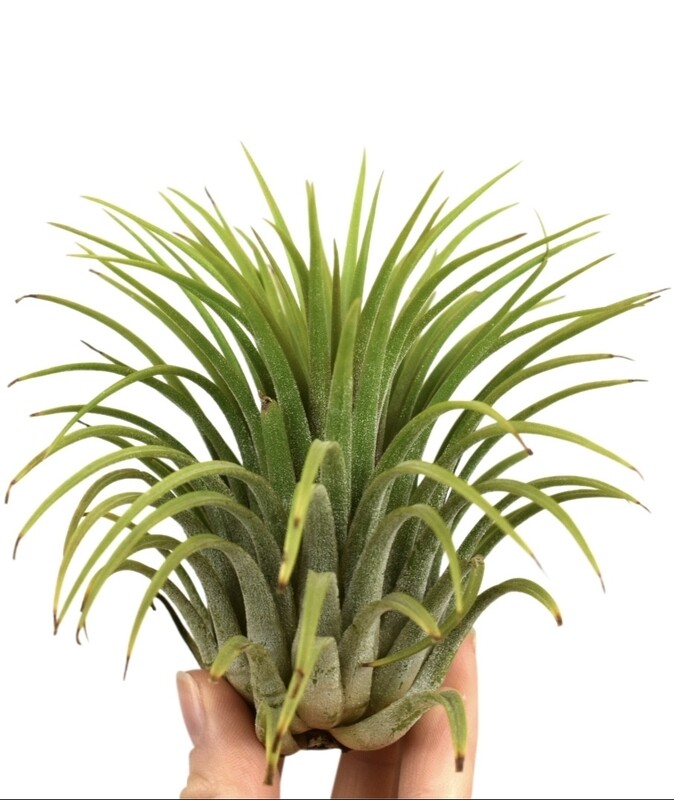 Tillandsia Ionantha verde XXL