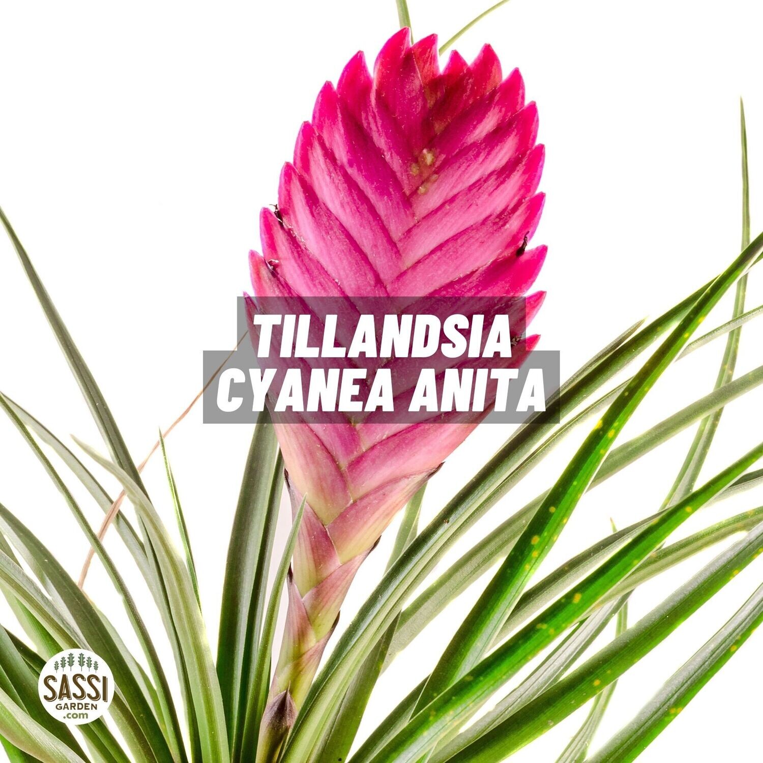 Tillandsia Cyanea 'Anita' - vaso Ø9 cm