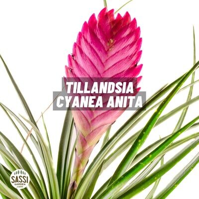 Tillandsia cyanea ' Anita ' vaso 9