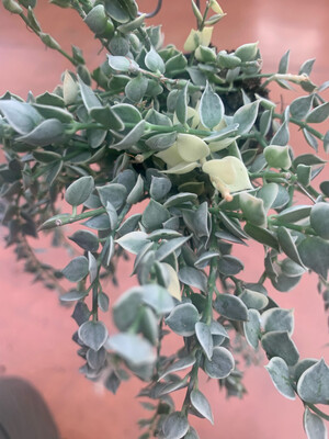 Dischidia ruscifolia foglia variegata &#39;Million Heart&#39;