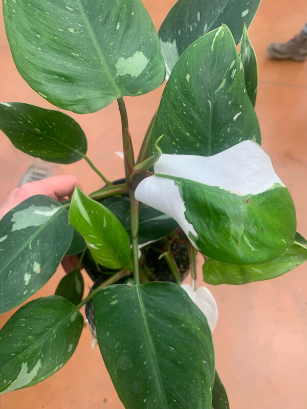 Philodendron Erubescens &#39;White Princess&#39;, Filodendro - vaso Ø17 cm