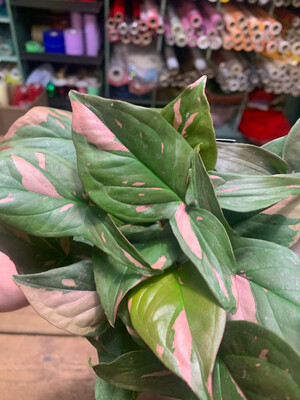 Syngonium podophyllum 'Red Spot' - vaso Ø12 cm