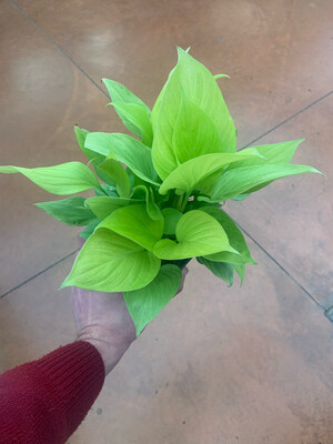 Homalomena Lemon Lime - vaso Ø14 cm