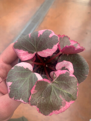 Saxifraga stolonifera 'Tricolor' - vaso Ø6 cm