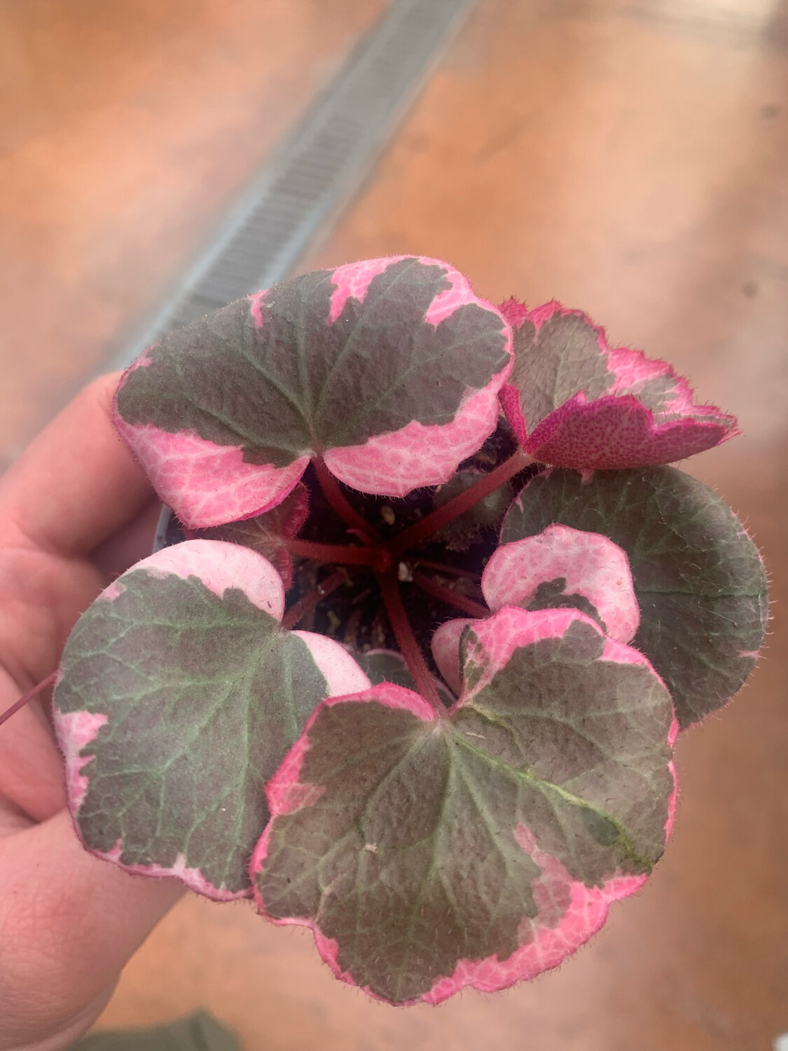 Saxifraga stolonifera &#39;Tricolor&#39; - vaso Ø6 cm