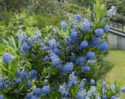 Ceanothus impressus &#39;Victoria&#39; - vaso Ø17 cm