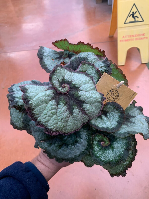 Begonia Rex 'Princess of Hanover'- vaso Ø12 cm