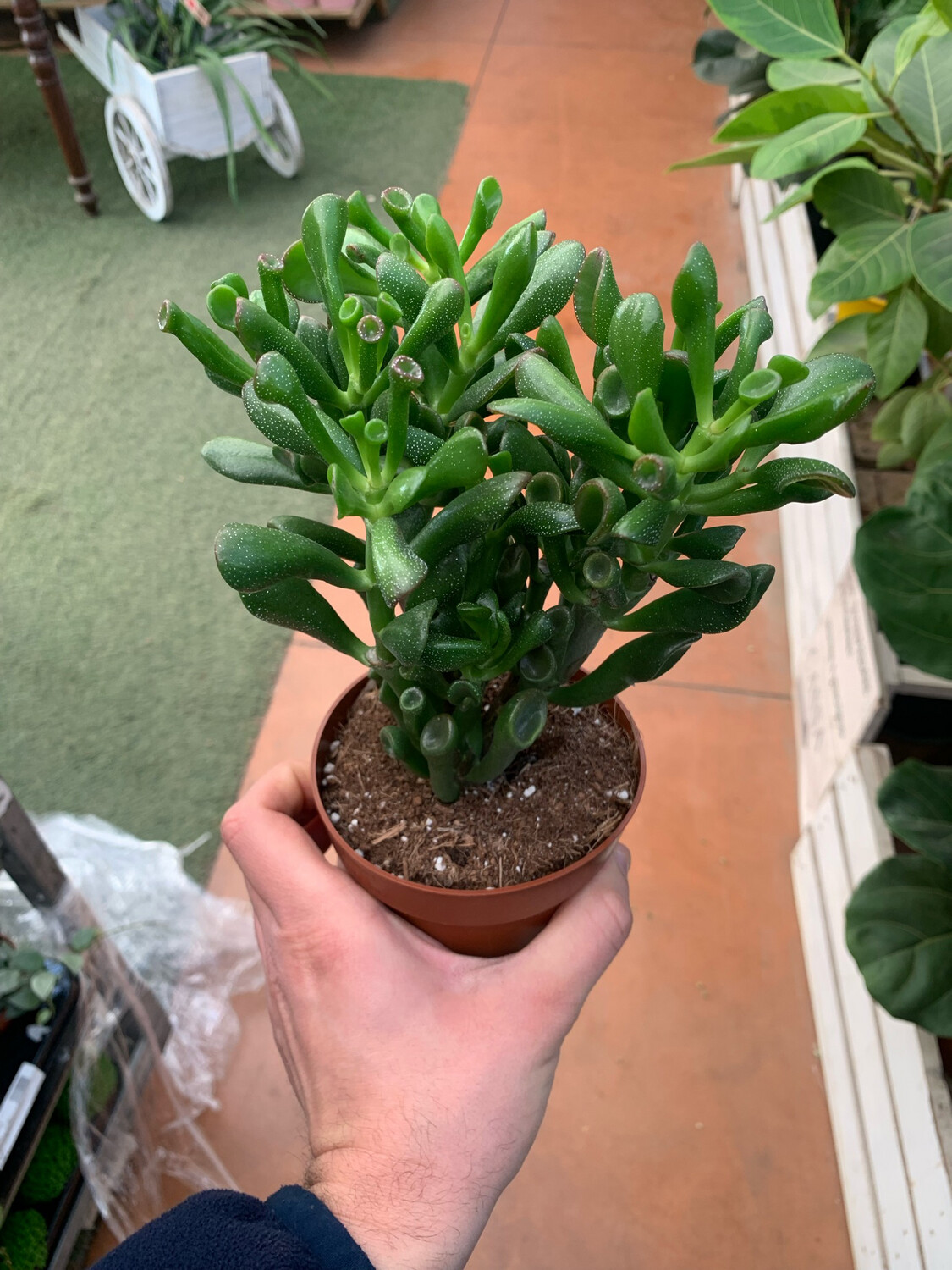 Crassula Ovata Trumpet, Albero di Giada - vaso Ø12 cm