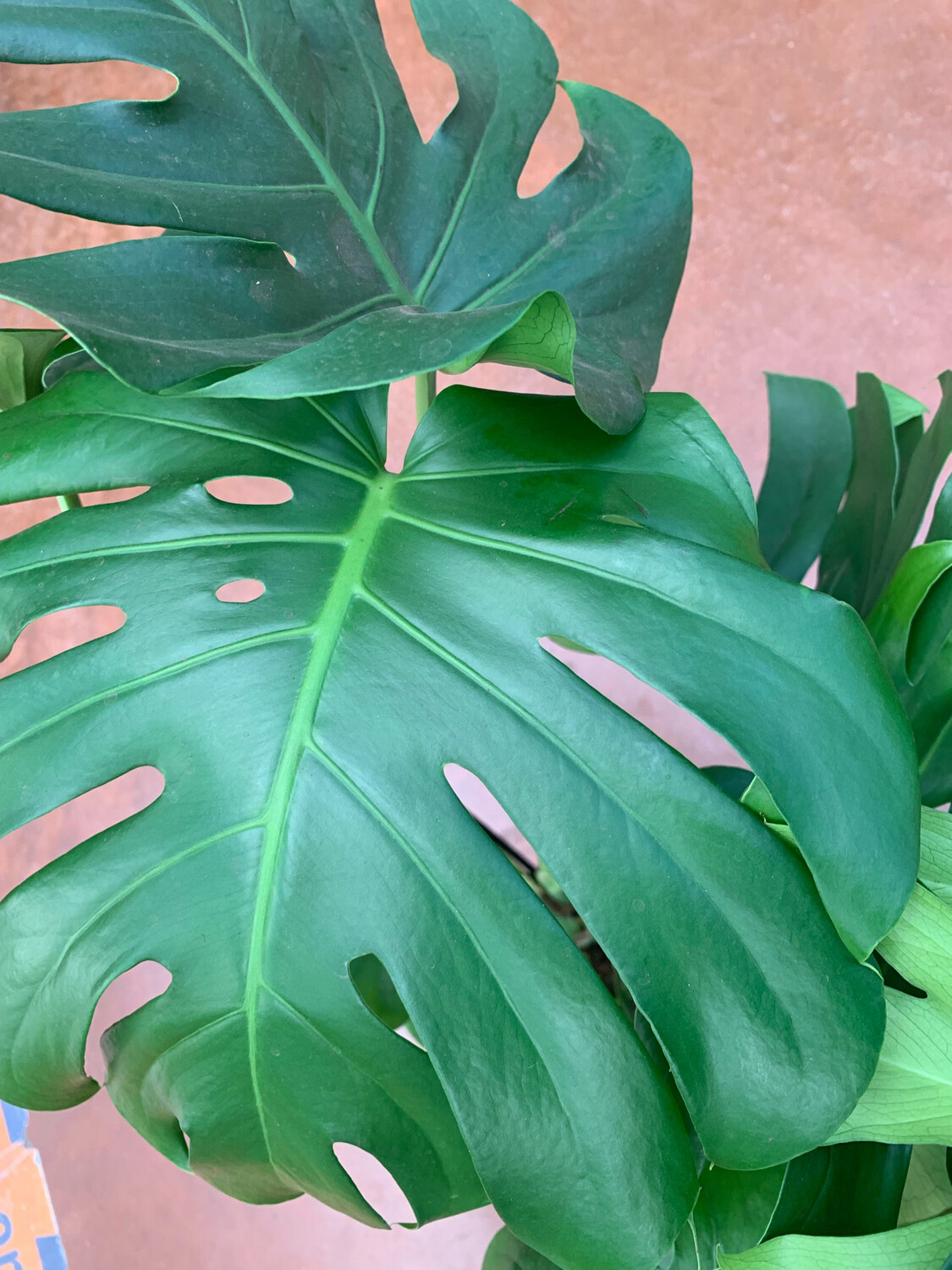 Monstera Deliciosa, Philodendron Pertusum (esemplare) - vaso Ø27 cm, h 90 cm (senza bastone)