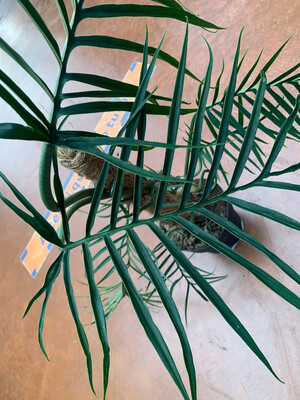 Philodendron Tortum, Filodendro - vaso Ø19 cm