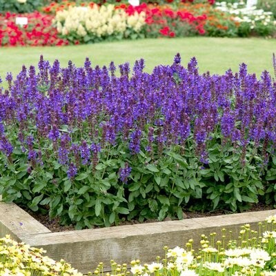 Salvia farinacea &#39;Marvel Blue&#39; - Salvia blu- vaso 11 quadro