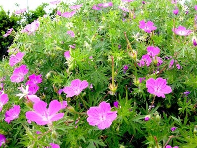 Geranium Sanguineum, Geranio perenne - vaso Ø12 cm quadro