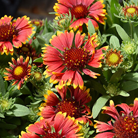 Gaillardia aristata &#39;Spintop Orange Halo&#39; - vaso Ø18 cm